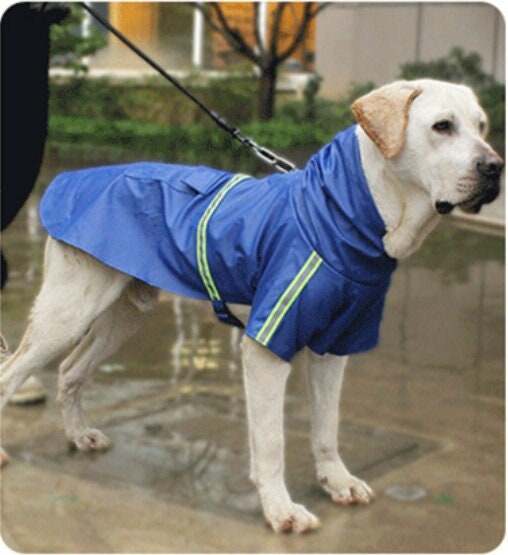 Rain jacket for shop golden retriever