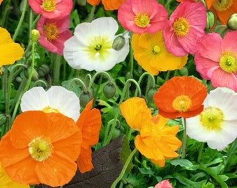 May include: A field of colorful poppy flowers in shades of red, orange, white, and yellow. The flowers are in full bloom and have delicate petals.
