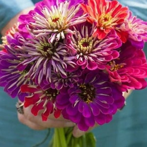 May include: A vibrant bouquet of zinnias in shades of purple, pink, and red. The flowers have layered petals and yellow centers. The bouquet is held against a teal background, showcasing the colorful blooms.