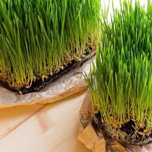 Puede incluir: Dos bandejas de hierba de trigo recién germinada, con largas hojas verdes, se muestran sobre una superficie de madera marrón claro. Las bandejas están forradas con papel marrón.