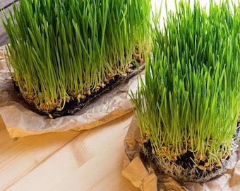 May include: Two trays of freshly sprouted wheatgrass, with long green blades, are displayed on a light brown wooden surface. The trays are lined with brown paper.
