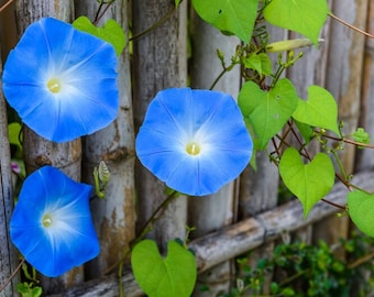 May include: Three blue morning glory flowers with white centers bloom against a backdrop of a bamboo fence and green leaves.