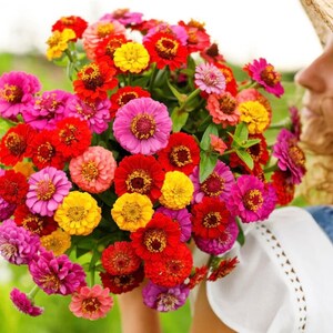 50+ Lilliput Mix Zinnia Seeds, Heirloom Flower Seeds, Non-GMO