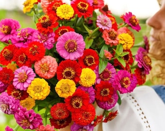 50+ Lilliput Mix Zinnia Seeds, Heirloom Flower Seeds, Non-GMO