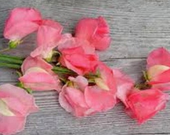 Elegance Watermelon Sweet Pea Flower Seed, Non-GMO