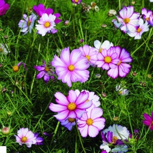 100+ Cosmos Picotee Seeds, Flower Seeds, Non GMO