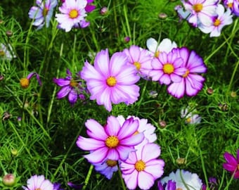 100+ Cosmos Picotee Seeds, Flower Seeds, Non GMO