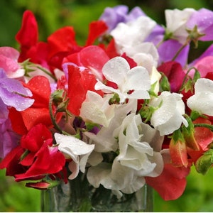 15+ Royal Mix Sweet Pea Flower Seeds, Non-GMO