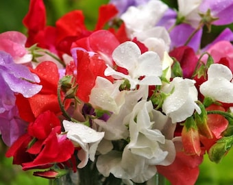 15+ Royal Mix Sweet Pea Flower Seeds, Non-GMO