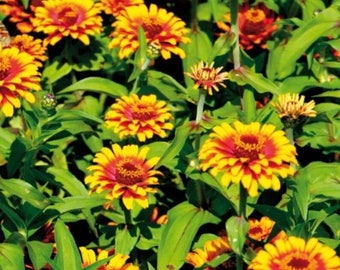 50+ Sombrero Zinnia Seeds, Heirloom Flower Seeds, Non-GMO