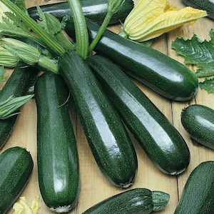 25+ Black Beauty Zucchini Seeds, Summer Squash Seeds, Non-GMO