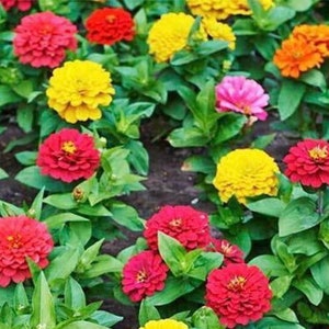 50+ Thumbelina Zinnia Mix Flower Seeds, Non-GMO