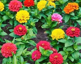 50+ Thumbelina Zinnia Mix Flower Seeds, Non-GMO