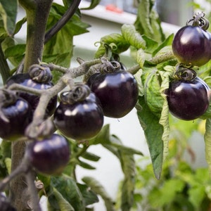 25+ Organic Black Cherry Tomato Seeds