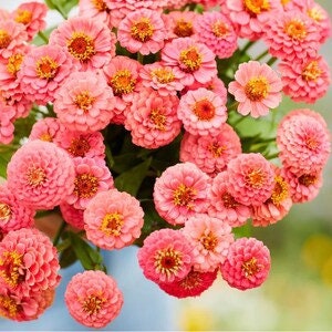 50+ Lilliput Salmon Zinnia Seeds, Heirloom Flower Seeds, Non-GMO