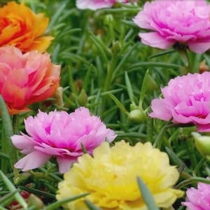 100+ Double Mix Portulaca Flower Seeds, Non-GMO