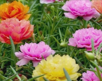 100+ Double Mix Portulaca Flower Seeds, Non-GMO