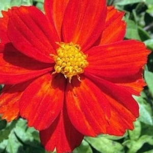 100+ Red Sulphur Cosmos Seeds, Flower Seeds, Non GMO