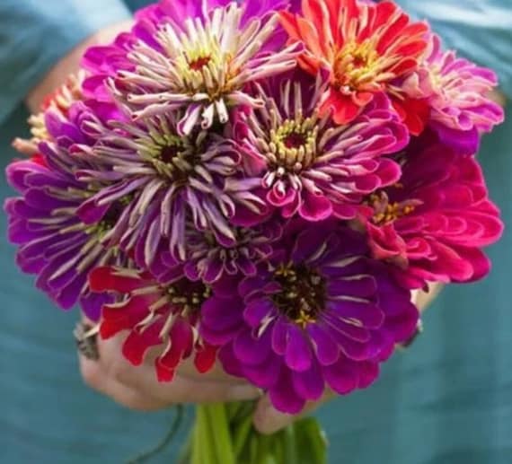 50+ Meteor Shower Mix Zinnia Seeds, Heirloom Flower Seeds, Non-GMO