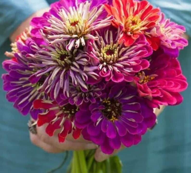 May include: A vibrant bouquet of zinnias in shades of purple, pink, and red. The flowers have layered petals and yellow centers. The bouquet is held against a teal background, showcasing the colorful blooms.