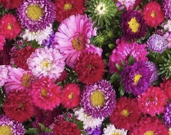 May include: A bouquet of pink, purple, and red aster flowers. The flowers are arranged in a cluster and have a variety of sizes and shapes.