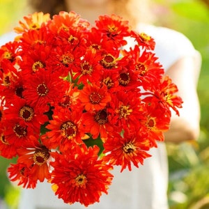 50+ Super Cactus Redman Zinnia Seeds, Heirloom Flower Seeds, Non-GMO