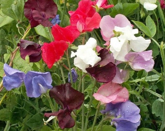 15+ Royal Mix Sweet Pea Flower Seeds, Non-GMO