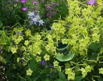 100 Lime Green Tobacco Scented Jasmine Alata Nicotiana Flower Seeds