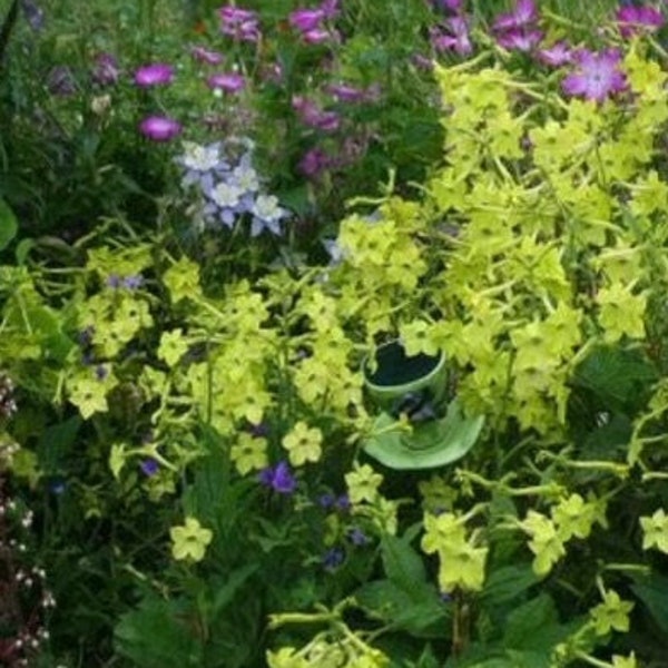 100 Lime Green Tobacco Scented Jasmine Alata Nicotiana Flower Seeds