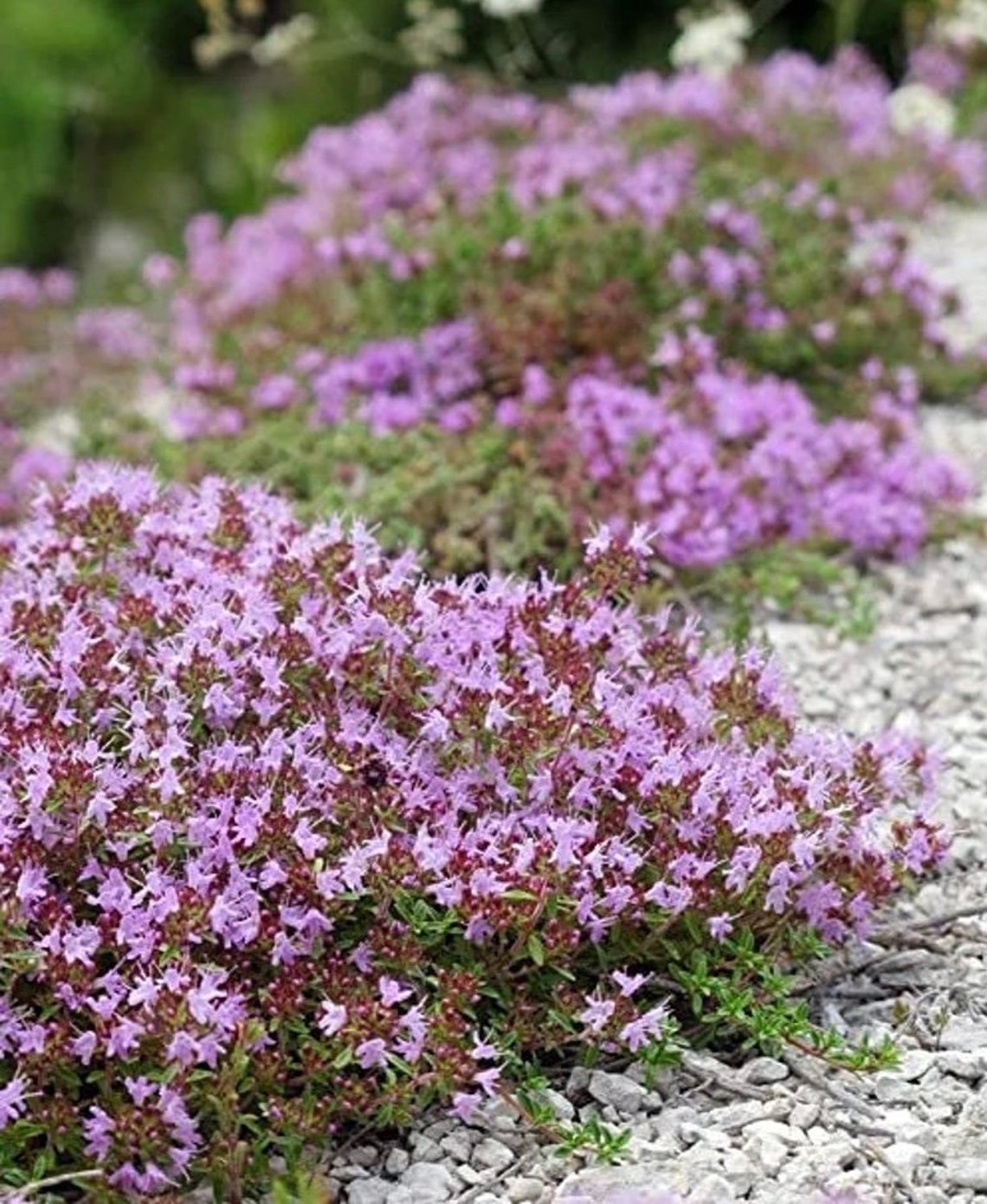 500 Dwarf Creeping Thyme Ground Cover Herb Seeds Thymus Serpyllum Etsy