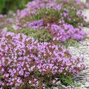 May include: A close-up of a patch of purple flowering thyme growing in a bed of small white rocks.