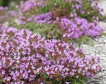 500+ Dwarf Creeping Thyme Ground Cover Herb Seeds Thymus Serpyllum