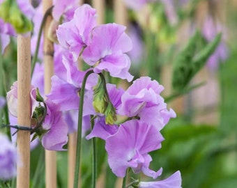15+ Royal Lavender Sweet Pea Flower Seeds Mix, Non-GMO