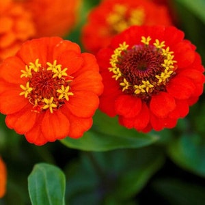 50+ Lilliput Orange Zinnia Seeds, Heirloom Flower Seeds, Non-GMO