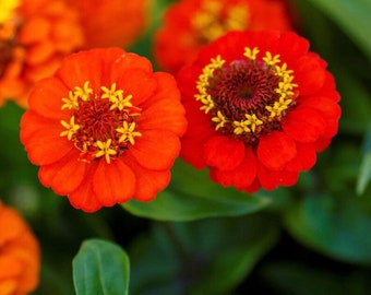 50+ Lilliput Orange Zinnia Seeds, Heirloom Flower Seeds, Non-GMO
