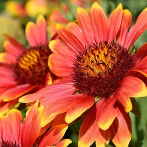 100+ Gailardia Blanket Flower Flower Seeds, Non-GMO