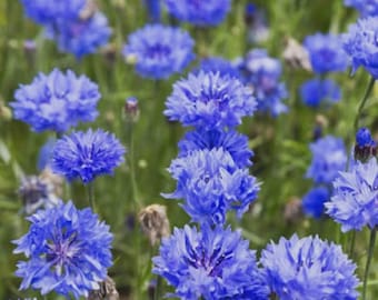 100+ Tall Blue Cornflower / Bachelor Button Seeds, Flower Seeds, Non GMO