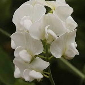 15+ Royal White Sweet Pea Flower Seeds Mix, Non-GMO