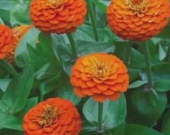 50+ Lilliput Orange Zinnia Seeds, Heirloom Flower Seeds, Non-GMO