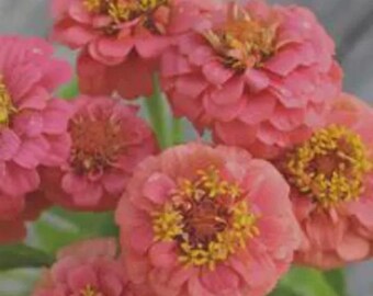 50+ Lilliput Salmon Zinnia Seeds, Heirloom Flower Seeds, Non-GMO