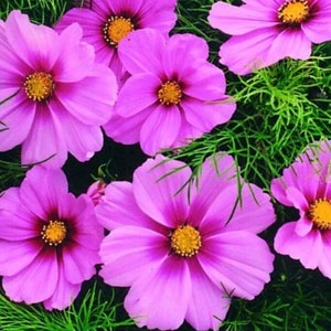 100+ Rose Cosmos Seeds (Dwarf Early), Flower Seeds, Non GMO