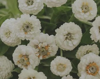 50+ Lilliput White Zinnia Seeds, Heirloom Flower Seeds, Non-GMO