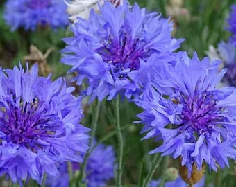100+ Tall Blue Cornflower / Bachelor Button Seeds, Flower Seeds, Non GMO