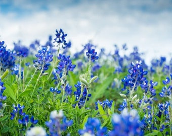 May include: A field of bluebonnet flowers in full bloom, with a cloudy sky in the background. The flowers are a deep blue with green foliage, creating a picturesque scene of nature's beauty.