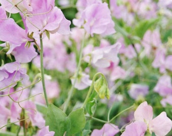 15+ Royal Lavender Sweet Pea Flower Seeds Mix, Non-GMO