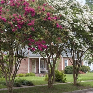 50 Crape Myrtle Mix Seeds, Lagerstroemia Indica Tree