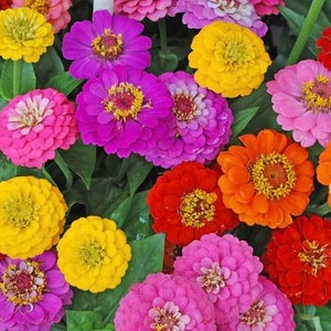 50+ California Giant Zinnia Mix Flower Seeds, Non-GMO