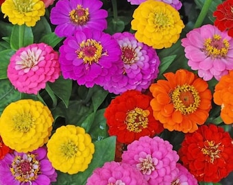 50+ California Giant Zinnia Mix Flower Seeds, Non-GMO