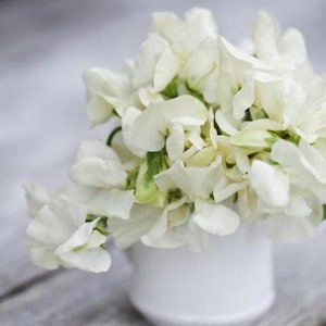 15+ Royal White Sweet Pea Flower Seeds Mix, Non-GMO