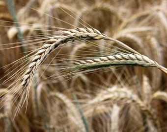 May include: Close-up of two wheat stalks with long, thin, brown grains. The stalks are in focus, while the background is blurred and out of focus.